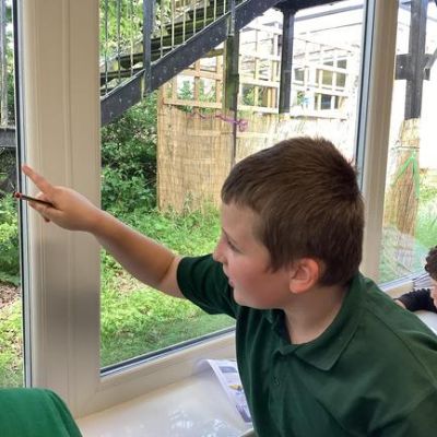 This week Eco Warriors have been discovering which birds frequent our school habitat. Watching birds is a great way to decrease stress and sharpen your concentration skills.